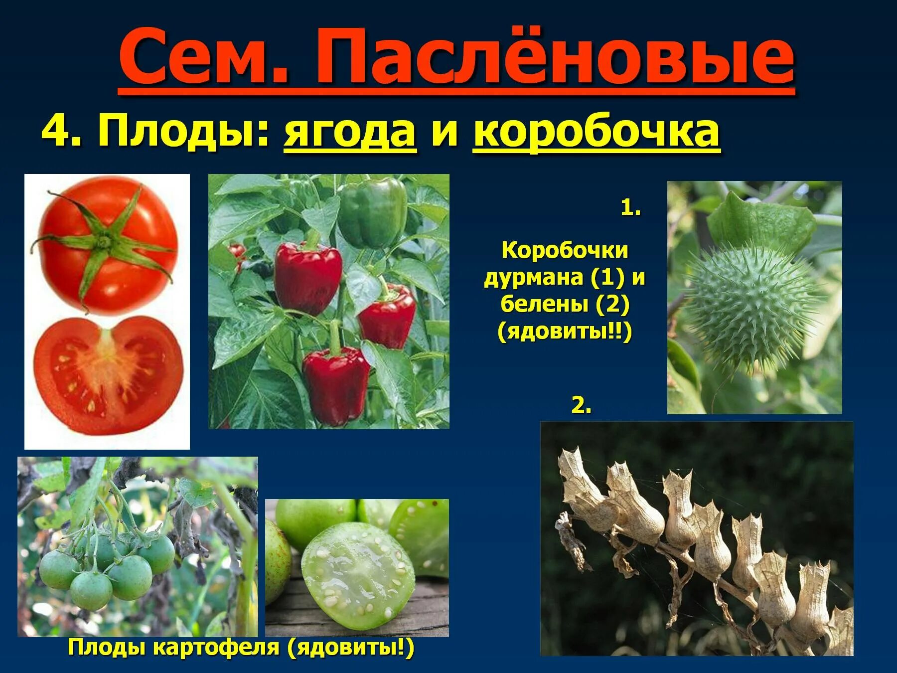 Плод коробочка у пасленовых. Плод коробочка у пасленовых. Семейство паслёновые рлоды. Семейство пасленовые плод коробочка. Семейство пасленовые коробочка.