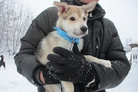 Приют череповец