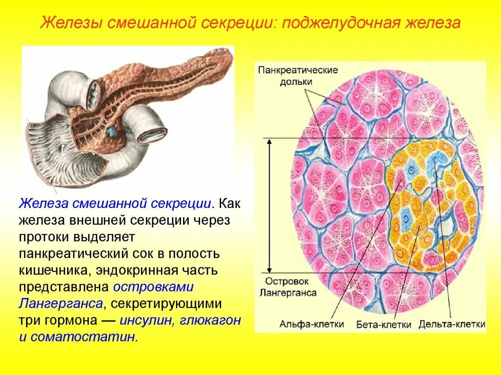 Эндокринные клетки островков лангерганса. Поджелудочная железа строение функции гормоны. Поджелудочная железа островки Лангерганса гормоны. Железы смешанной секреции гормоны. Строение дольки поджелудочной железы.