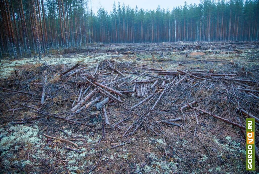 Лес после вырубки. Вырубленные леса архангельской области. лес архангельской области вырубка. масштабная вырубка лесов. уничтожение лесов.