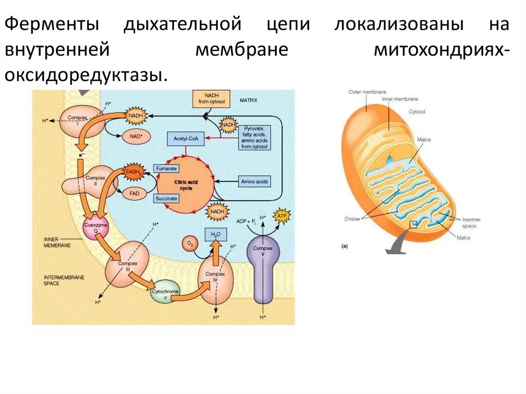Митохондрия цитоплазма биологическое окисление