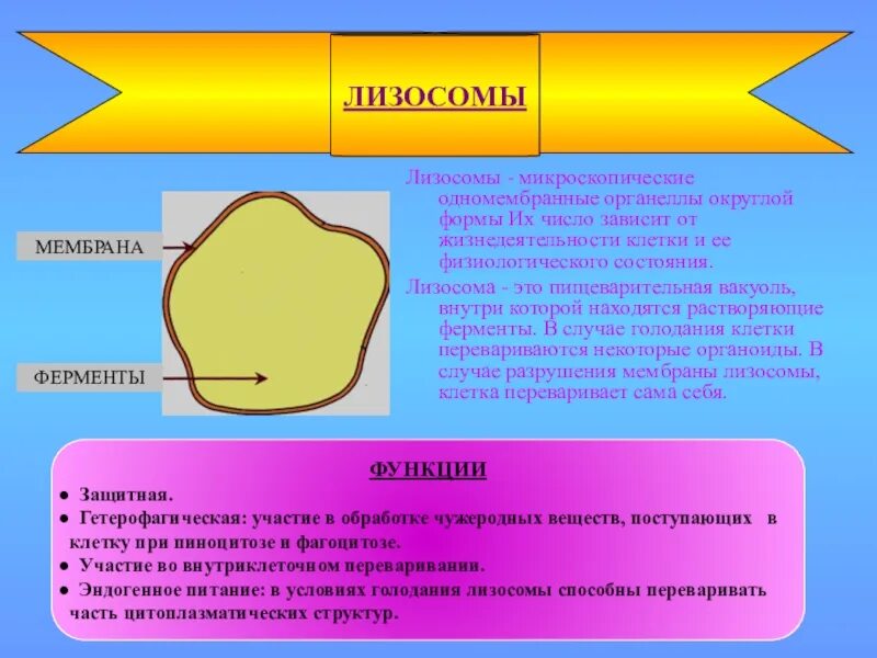 Лизосомы строение таблица. Лизосомы строение. лизосомы и вакуоли. ферменты лизосом. мембрана лизосом.