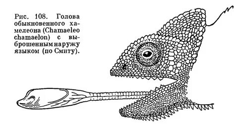 Строение хамелеона