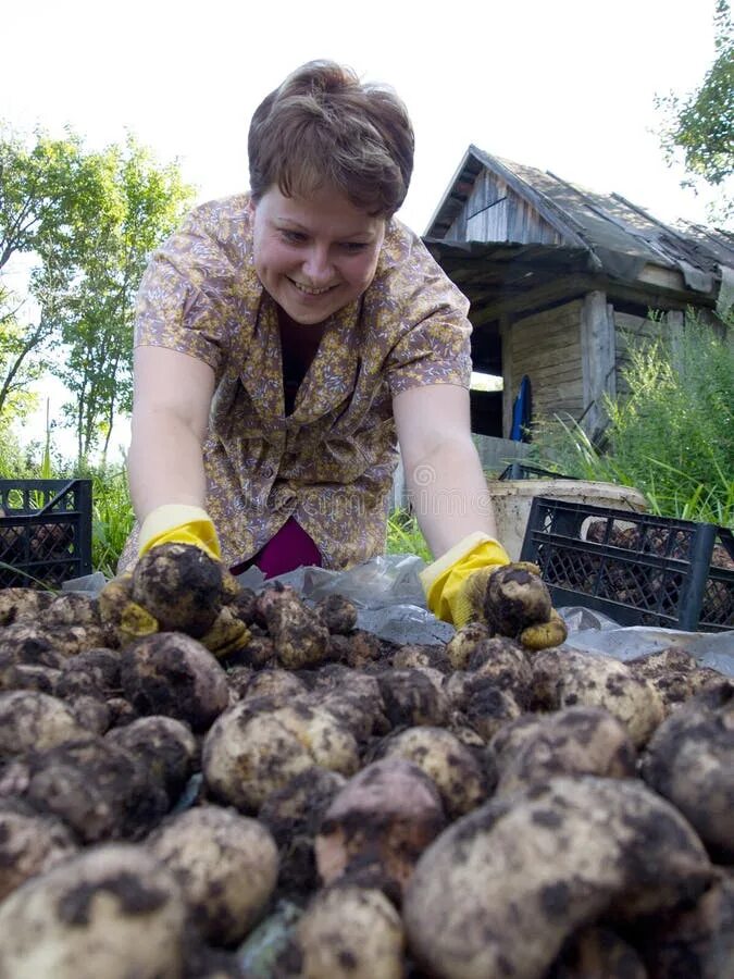 Картошку полим. Женщина картошка. дамы копают картошку. копать картошку. женщины в огороде на картошке.