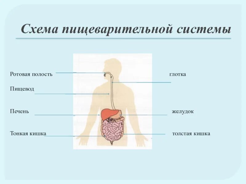 Тест по окружающему миру пищеварительная система. Схема пищеварительной системы. пищеварительная система человека схема. схема пищеварительной системы человека 3 класс. организм человека пищеварительная система 3 класс.