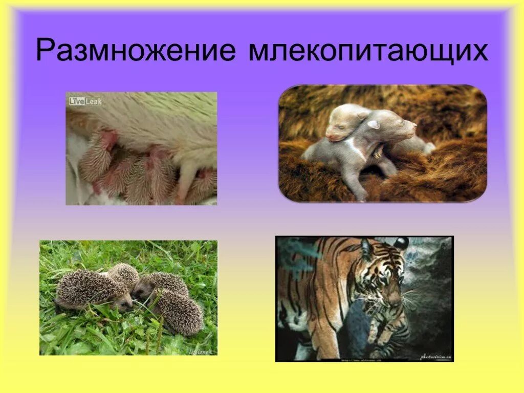 Млекопитающие. Млекопитающие тема для слайда. Как развиваются млекопитающие. Размножение млекопитающих животных.