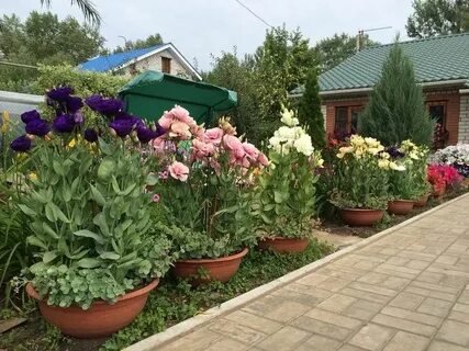Цветы эустома уход и выращивание