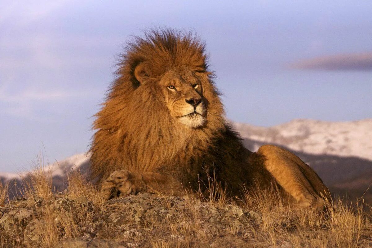 Pin by Alyssa Carrillo on Animals Wild animals pictures, Lions photos, Lion pict