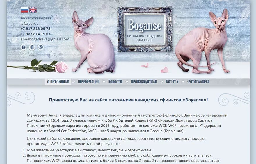 Сфинкс бийск. Стандарт сфинкса канадского. нормы канадских сфинксов.
