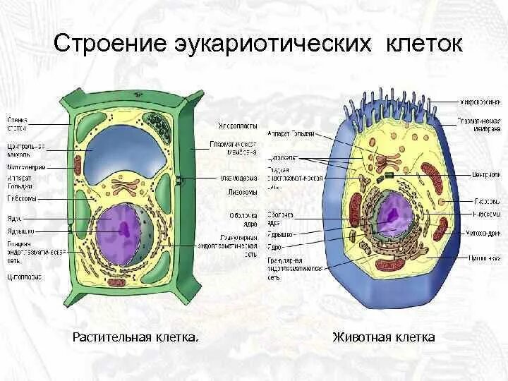 Сравните строение животной. Строение эукариотической растительной клетки.
