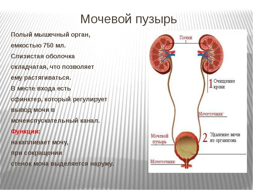 Основной орган мочевыделительной системы человека. Мочевыделительной системы мочевой пузырь. Мочеточники мочевой строение. Функция мочевого пузыря в мочевыделительной системе. Внутренне строение мочевого пузыря.