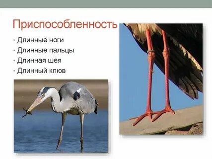 Приспособленность видов ламарк объясняет
