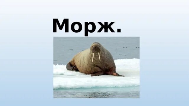 Морж текст. Слово морж. Предложение про моржа.