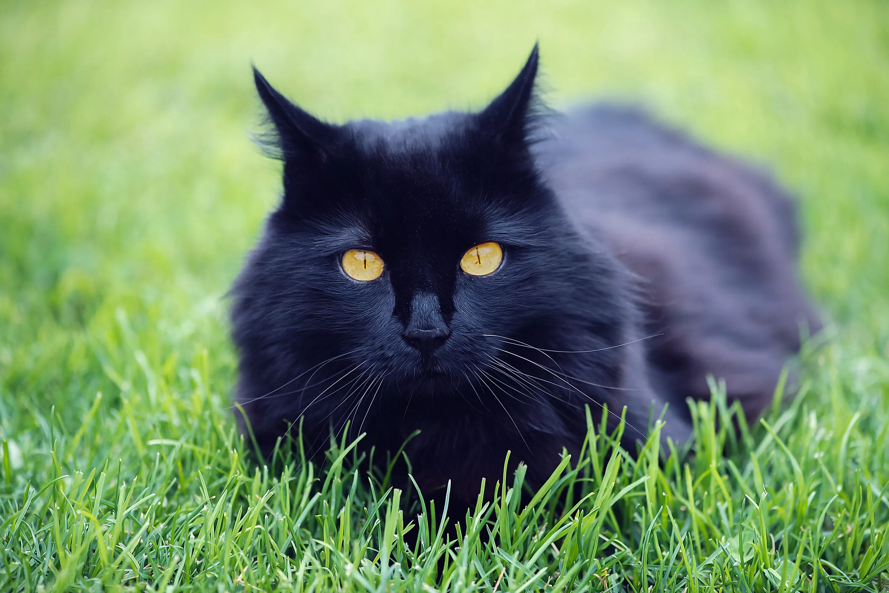 Чёрный кот. Черные коты. Иссиня-черный кот. Красивый черный кот.