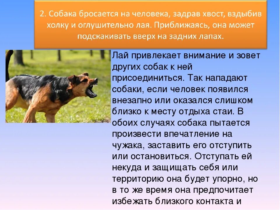 Приметы про собак. Причины нападения собак на человека. Собака и суеверия. Человек защищается от собаки. Приметы пришла собака