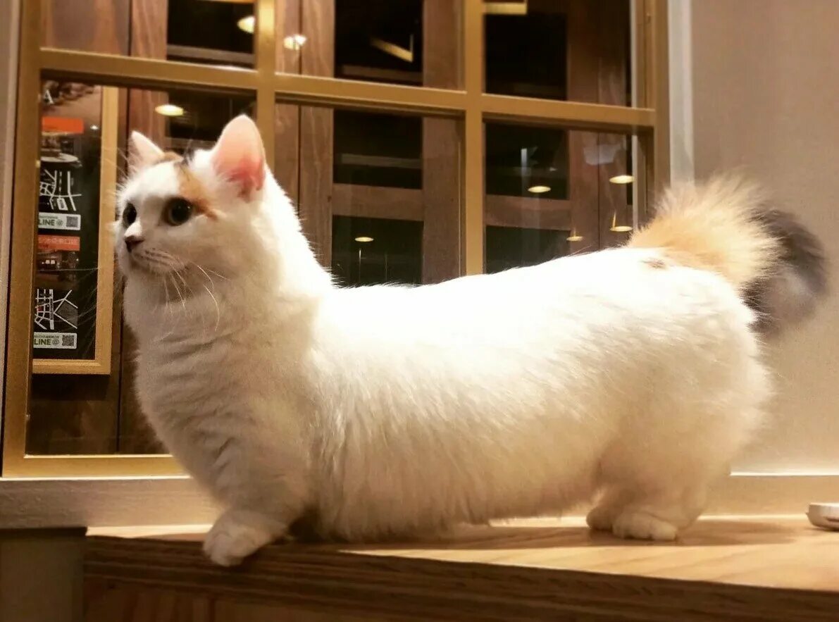 Манчкин кошка стоит. Манчкин. коты манчкин. рэгдолл манчкин. манчкин (порода кошек).