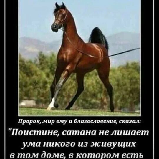 Лошади до судного дня