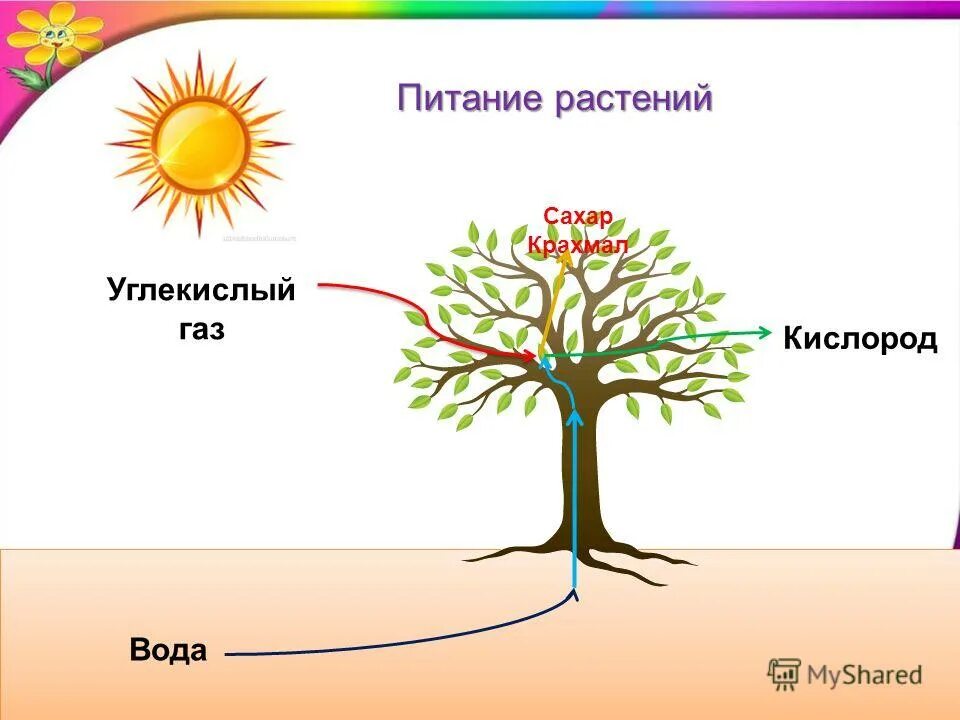 Солнце растения и мы с вами 3. Схема питания растений. как питаются растения. процесс питания растений. питание растений 3 класс.