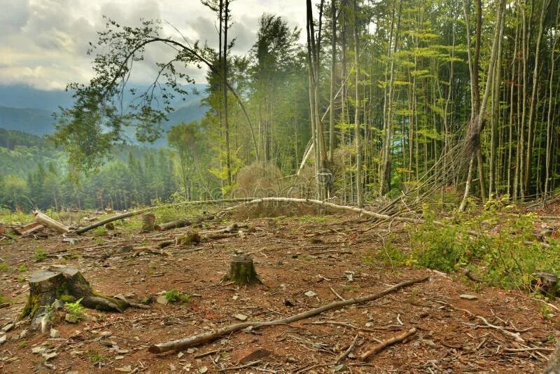 Cut down forest. Cutting down Forests картинки. Cutting down Trees. Cut Forest. Как расширить лес в Cut Forest.
