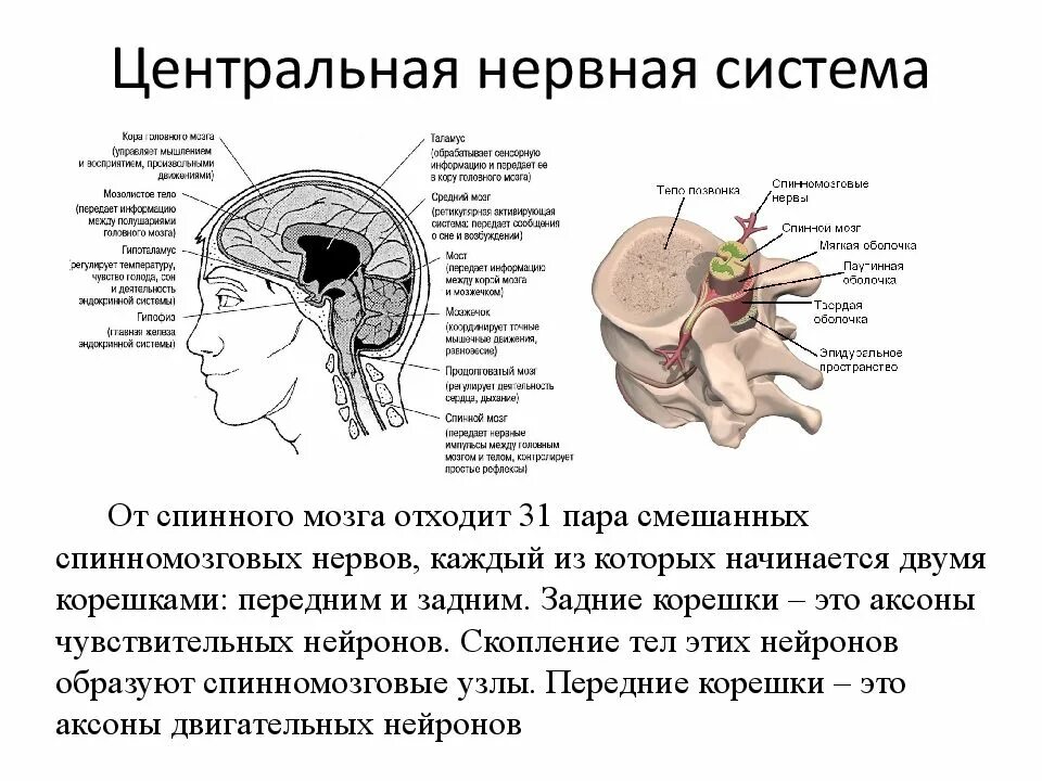 Структура ЦНС головной мозг. ЦНС головной мозг функции отделов. ЦНС строение головного. Строение основных отделов центральной нервной системы