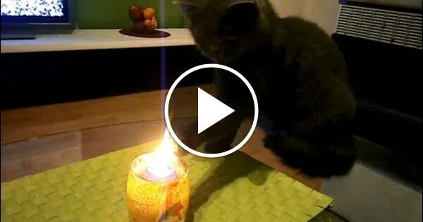 Кот поджигатель. Кот зажигает. Кот зажигает. Кот зажигает. Кот поджигатель.