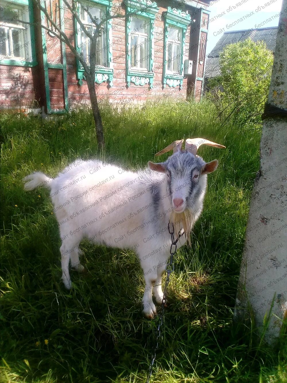 Белгородская куплю козу