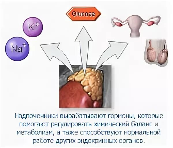 Какой гормон продуцируют надпочечники