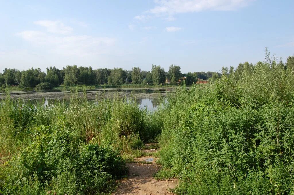 желтый пруд балашиха. салтыковка пруд. желтый пруд балашиха. салтыковка пруд. салтыковский лесопарк жёлтый пруд.