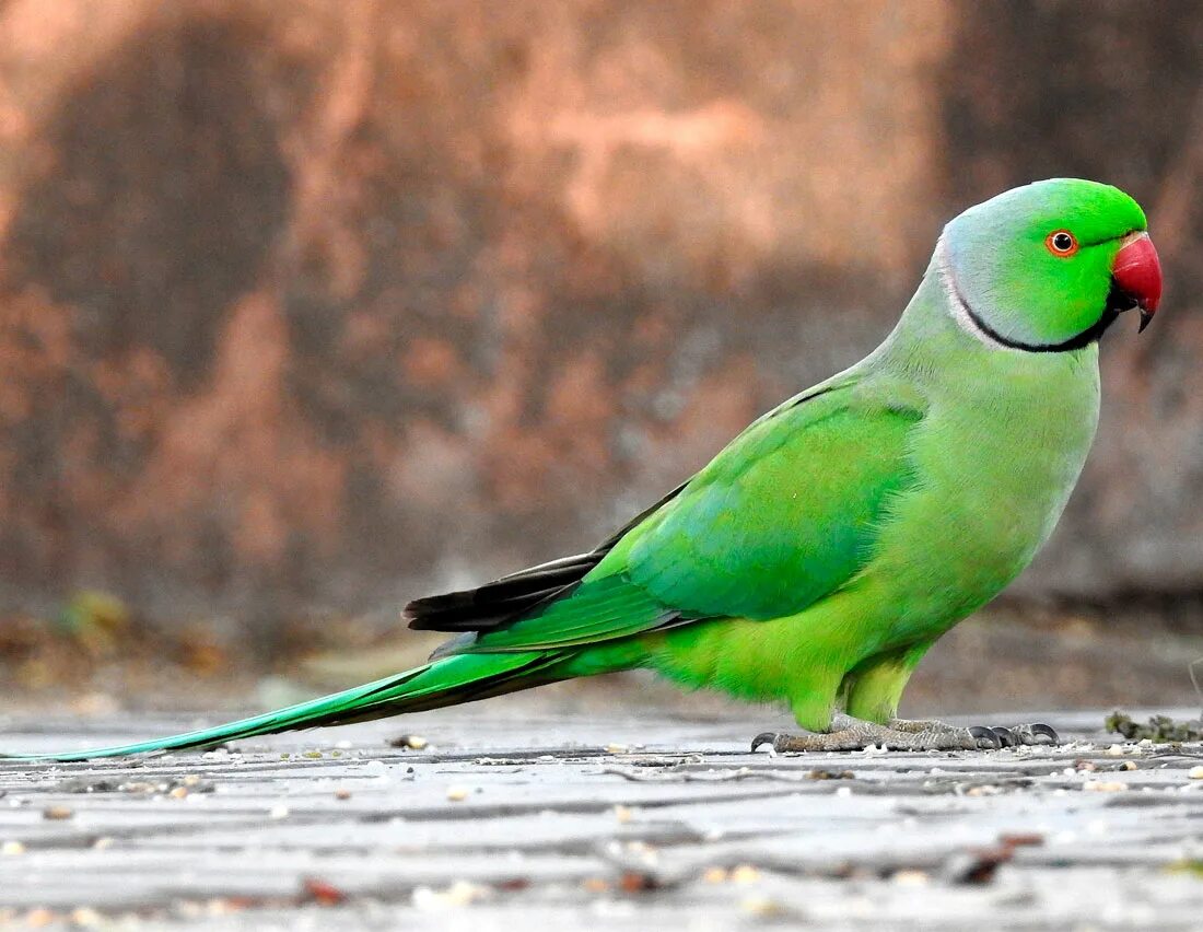 Говорящий ожереловый попугай. Попугай кольчатый ожереловый. Ожереловый попугай Крамера. Ожереловый попугай зеленый. Индийский кольчатый попугай.