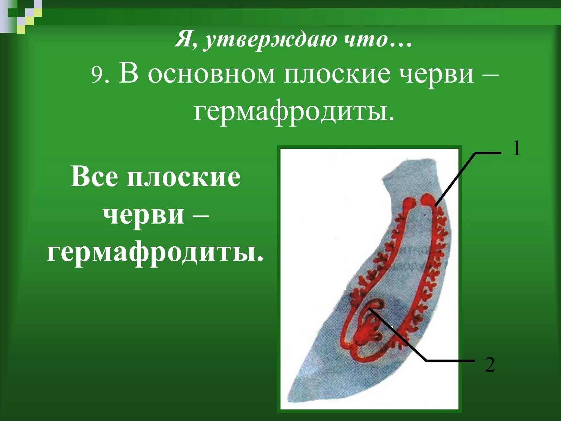 Гермафродитами являются черви. Плоские черви. Плоские черви гермафродиты. Гермафродитизм у плоских червей. Выделительная система плоских червей гермафродиты.