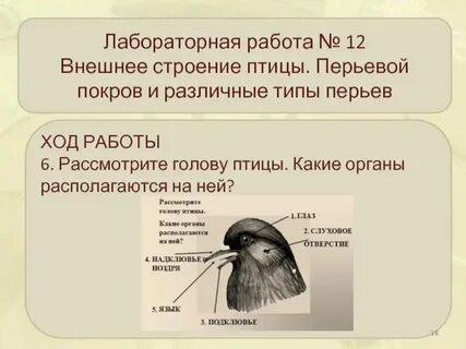 Строение покровов класс птицы