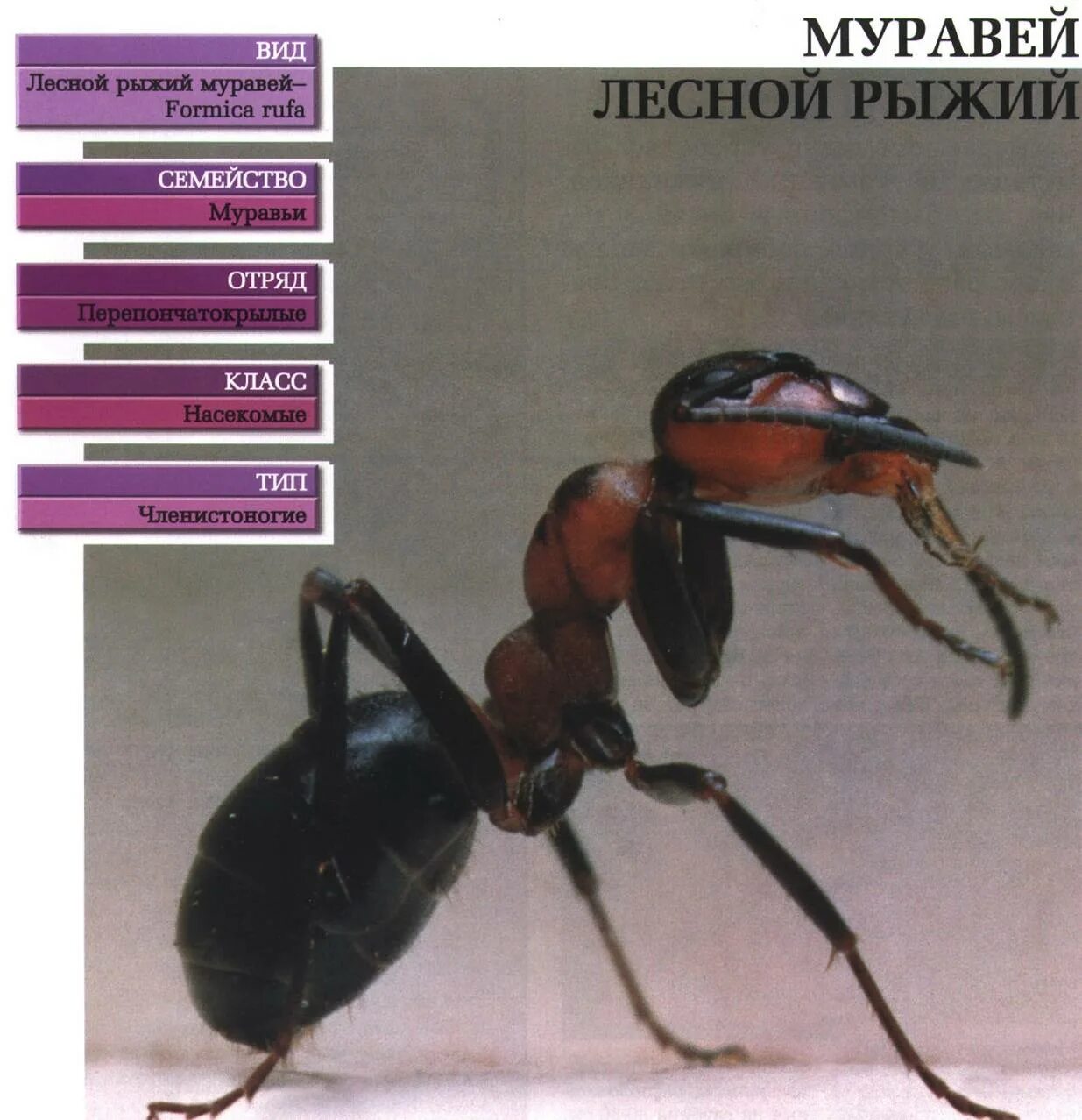 Какой тип развития характерен для лесного муравья. Рыжий лесной муравей систематика. классификация рыжего лесного муравья. муравьи классификация. систематическое положение муравья.