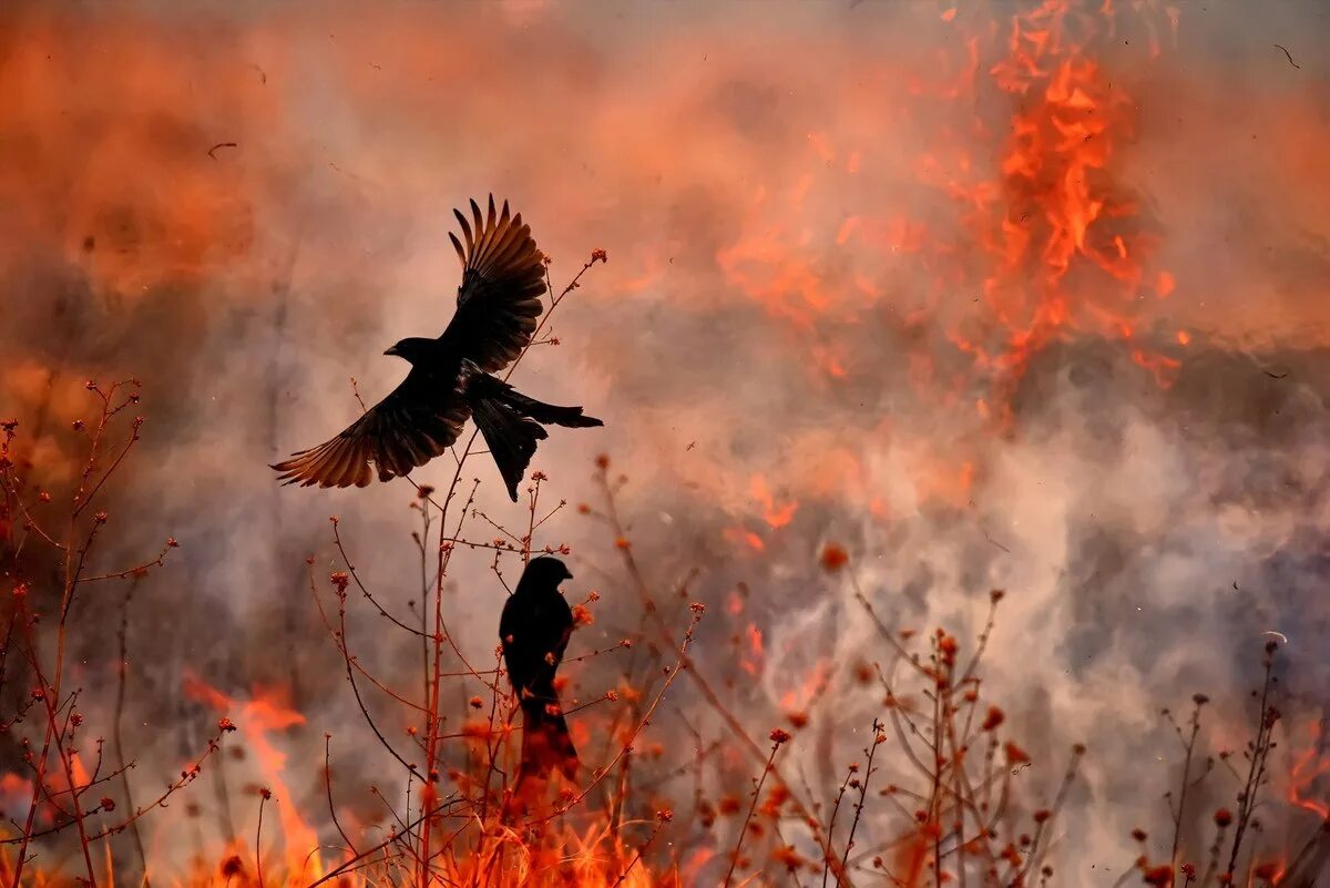 Природа гибнет. Птицы в горящем лесу. Пожар в лесу и звери. Птица пожар. Пожар Лесной животные.