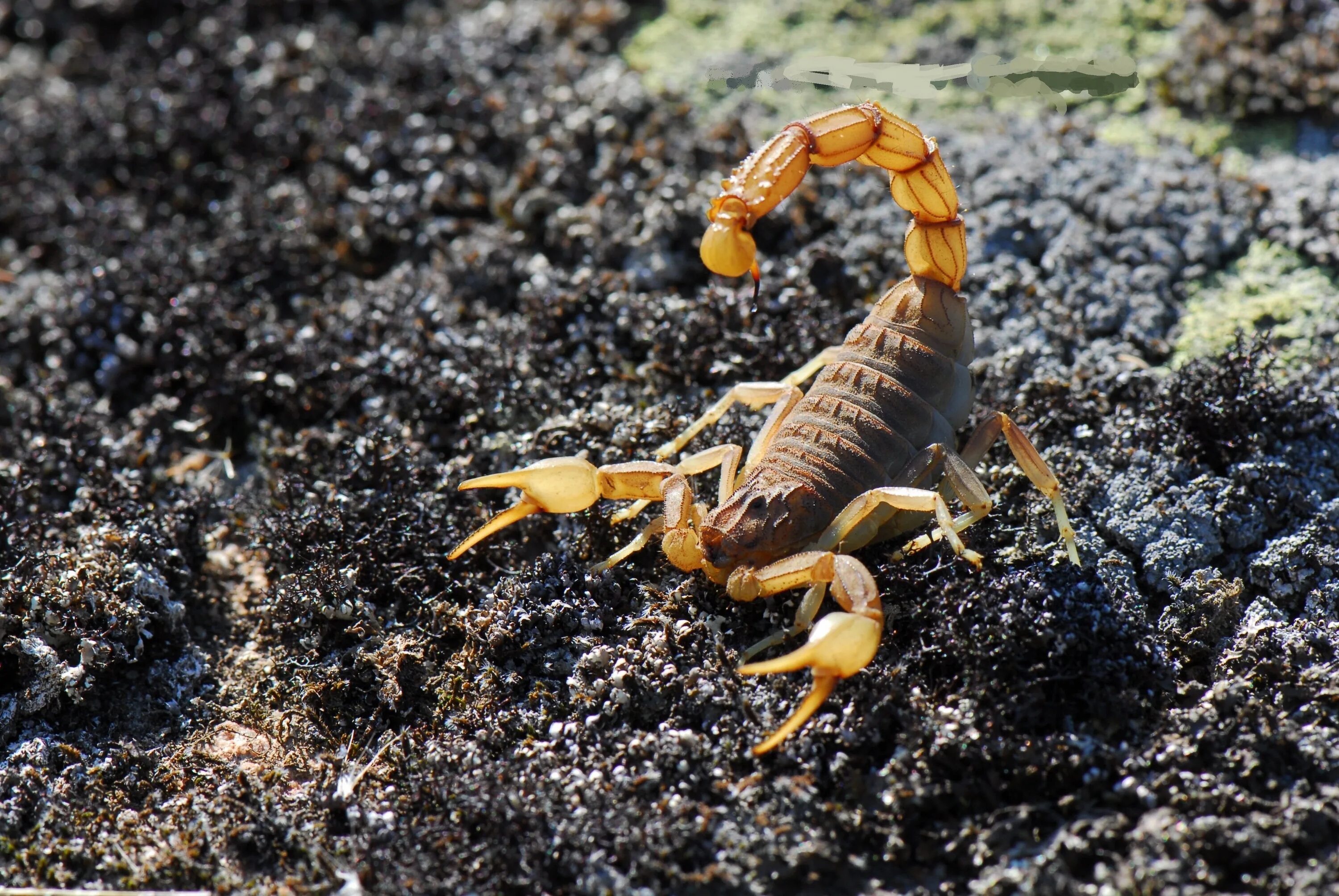 Animals scorpions. Стрипедтальский Скорпион. Скорпион Лейурус. Андроктонус Аустралис. Палестинский Скорпион генурис.