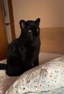 Черный сдам