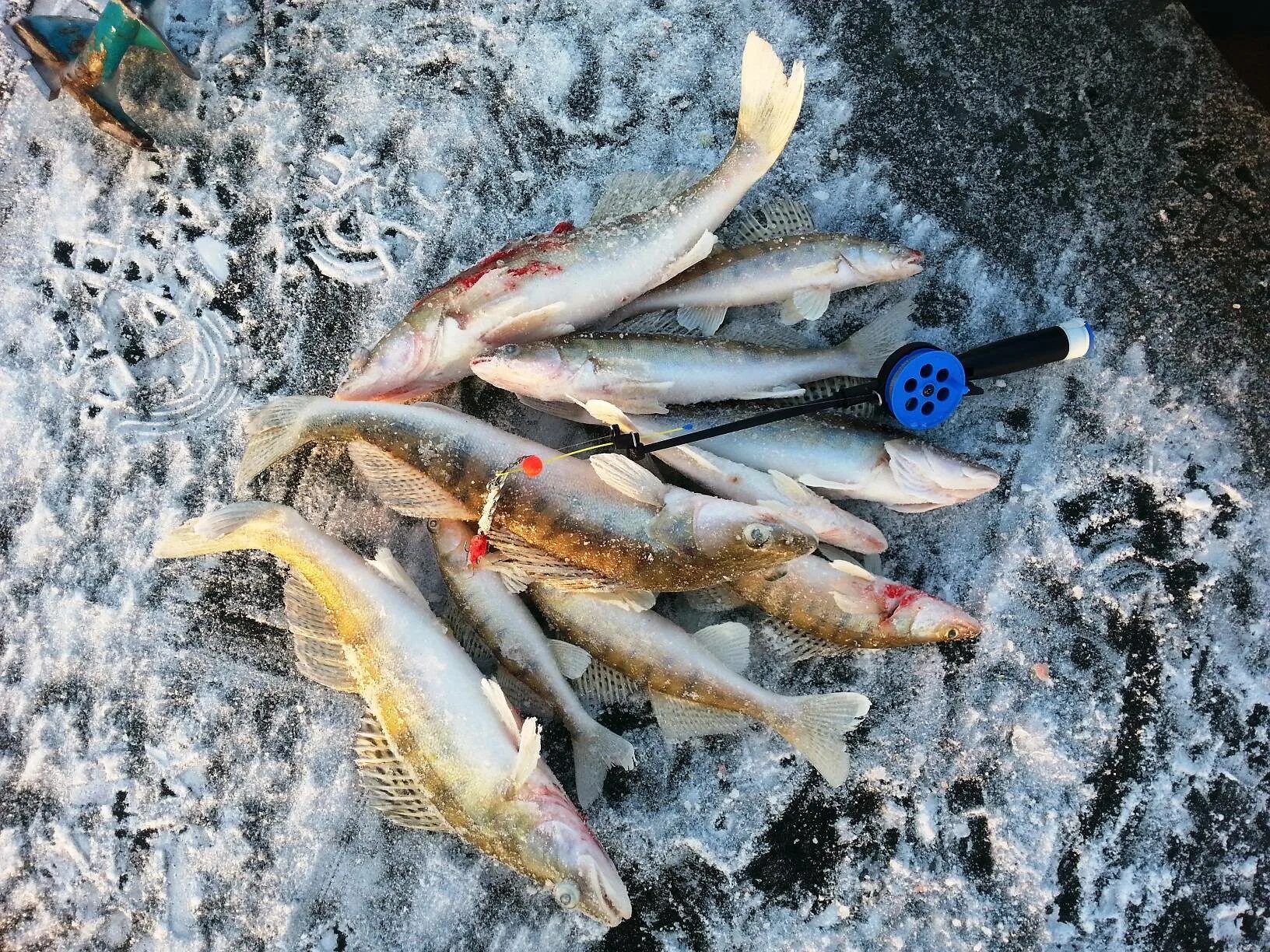 Рыбалка в чувашии уха-тв. Волгоградская область ловля судака зимой 2022 2023. Клев судака зимой. Зимняя рыбалка на судака. Ловля судака на мормышку с тюлькой зимой.