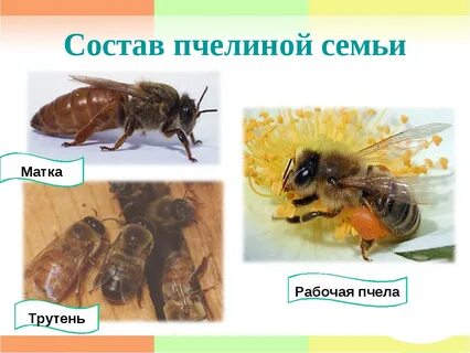 Семья медоносных пчел