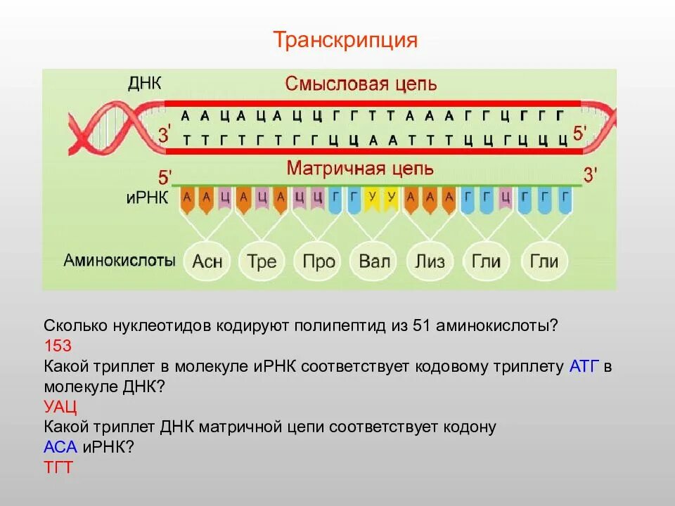 Сколько триплетов кодирует полипептид состоящий из 267