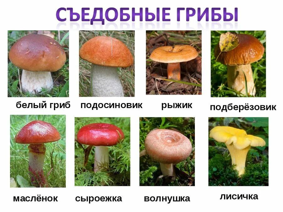 Гриб используется. Съедобные и несъедобные грибы картинки с названиями. название съедобных и несъедобных грибов. какие бывают грибы съедобные и несъедобные. съедобные грибы и несъедобные грибы названия.