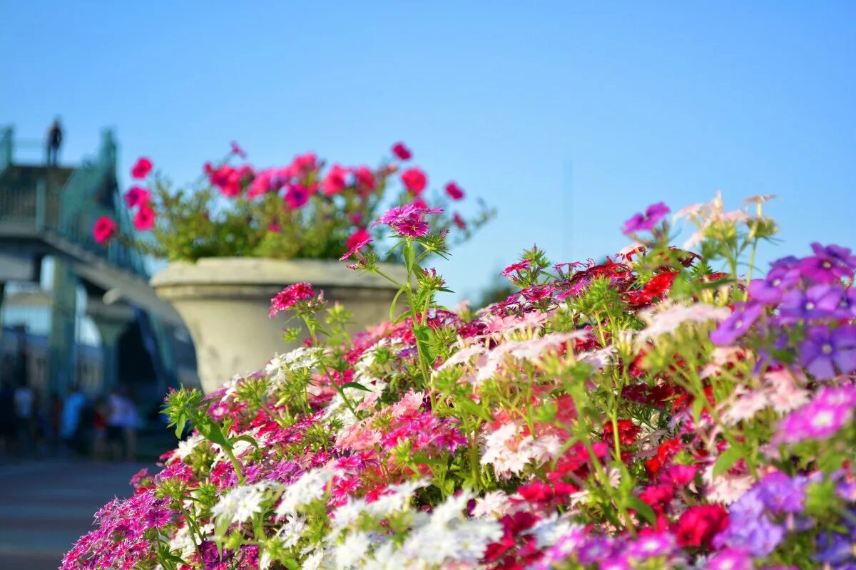 рубцовск магазин цветкофф. дуо букет. магазин цветов цветкофф. цветочная композиция в сумочке. стаканчики с гипсофилой.