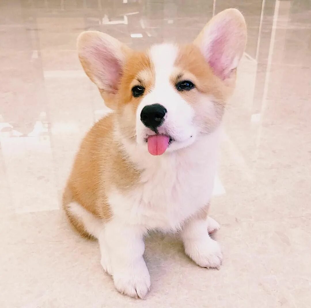 Вельш корги пемброк. Вельш корги пемброк милые. Корги вельш вельш пемброк. Грумминг корги пемброк. Порода собак вельш корги.