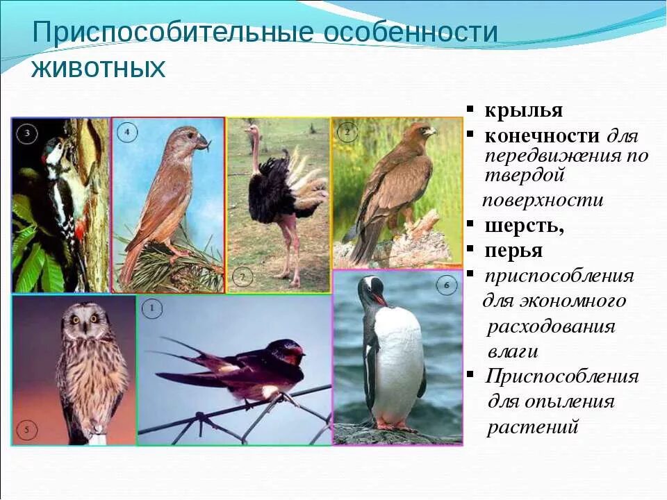 Приспособительные особенности животных. Приспособление птиц к среде обитания. Птицы приспособление к среде. Приспособление птиц к наземной среде.
