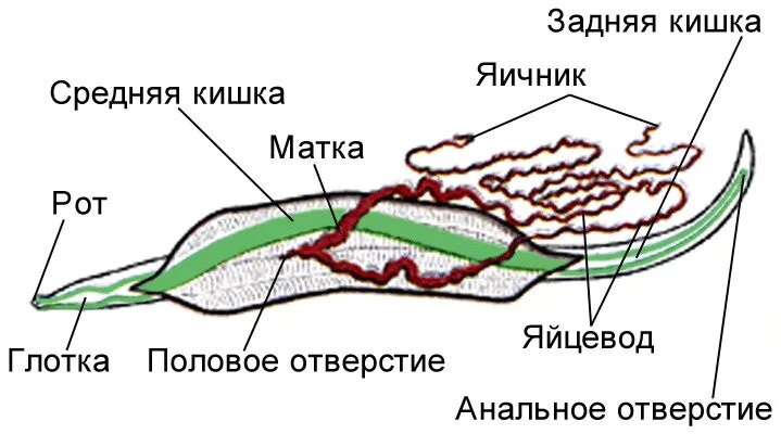 Человеческая аскарида внутреннее строение самки. Внешнее строение аскариды человеческой. Внутреннее строение аскариды человеческой. Анатомия самки аскариды.