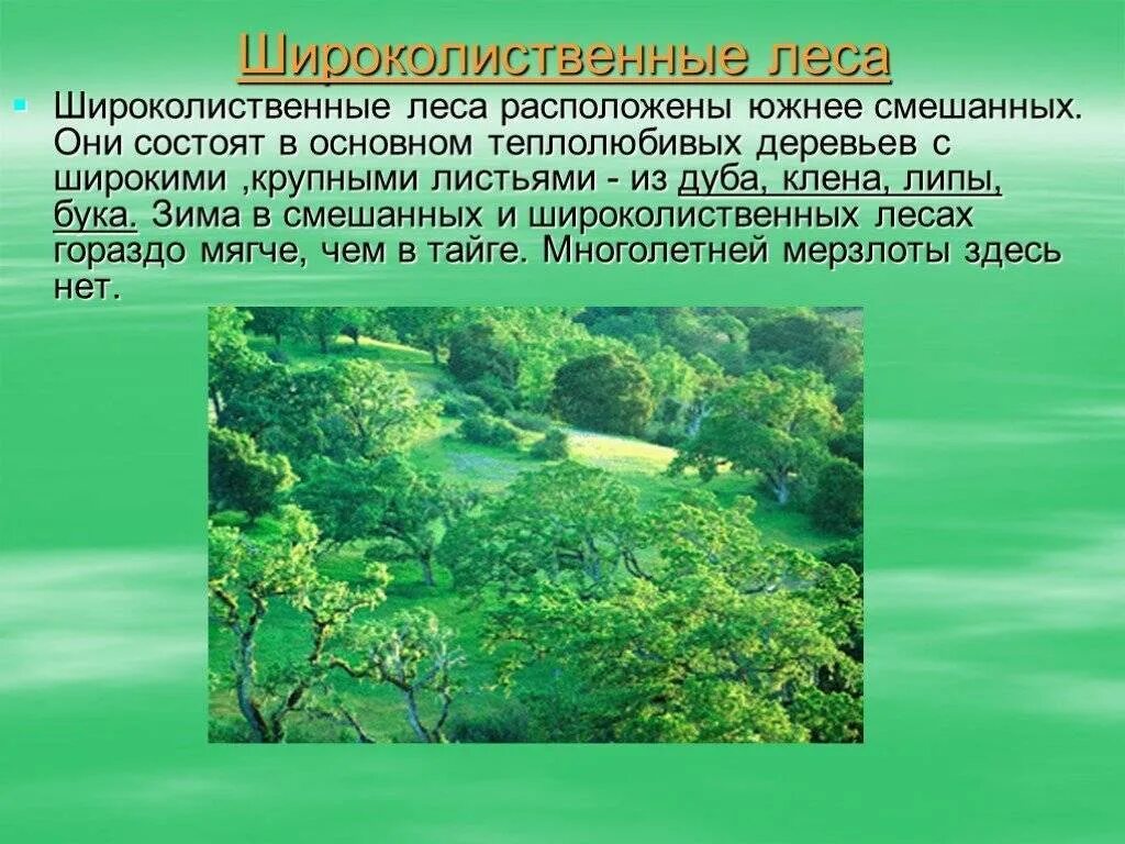 Описание широколиственных лесов по плану. Широколиственный лес лес природная зона. Зона зона смешанных и широколиственных лесов России. Характеристика широколиственных лесов. Природная зона широколиственных лесов.