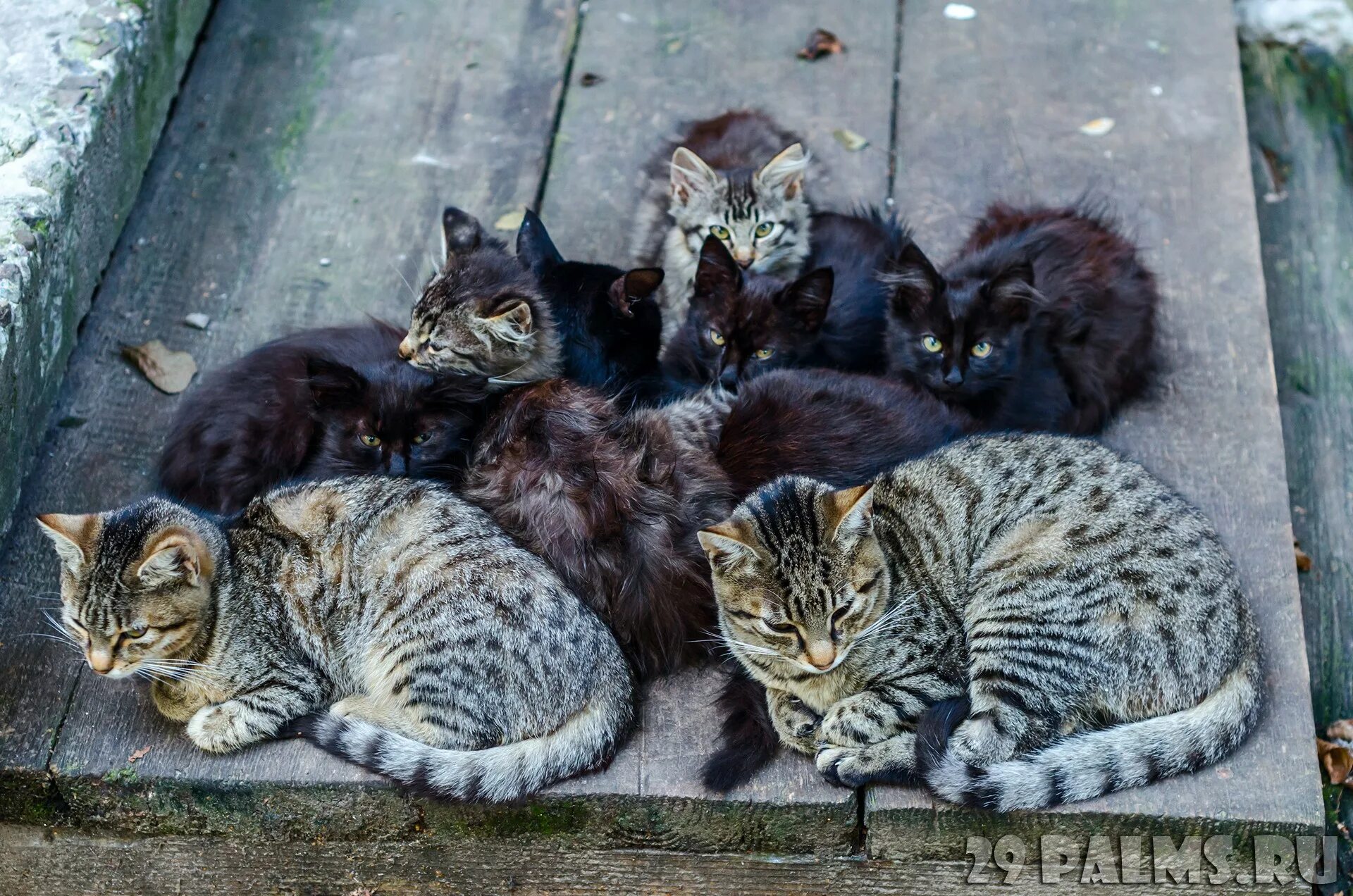 Окружи кошку. Беспородные кошки много. Дворовые кошки котята. Бездомная Кошачья семья. Кошка с котятами во дворе.