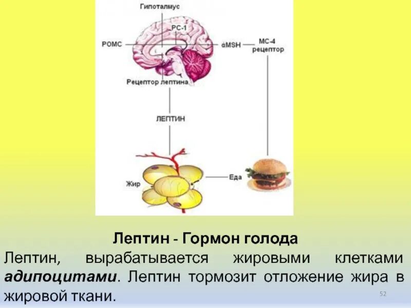 Гормон жировой ткани лептин. В жировой ткани вырабатывается какой гормон. Жировые клетки гормон лептин. Лептин вырабатывается. Гормон голода 6