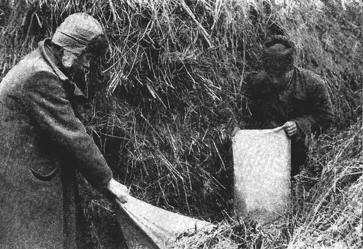 Голода 1932–1933 годов в Поволжье. Раскулачивание крестьян. Зерно голод