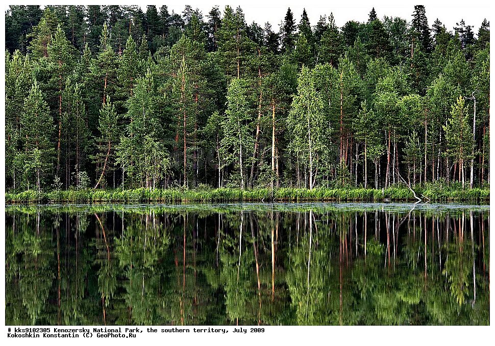 водные богатства ленинградской области. природные ресурсы северо западного экономического района таблица. лесные ресурсы северо западного. бореальный лес канады. леса ленинградской области тайга.