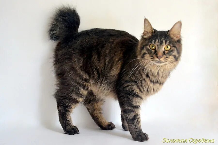 ишак из винни пуха. мультфильм винни пух ослик. подарок ослику иа. ослик иа из винни пуха. хвост ослика из винни пуха.