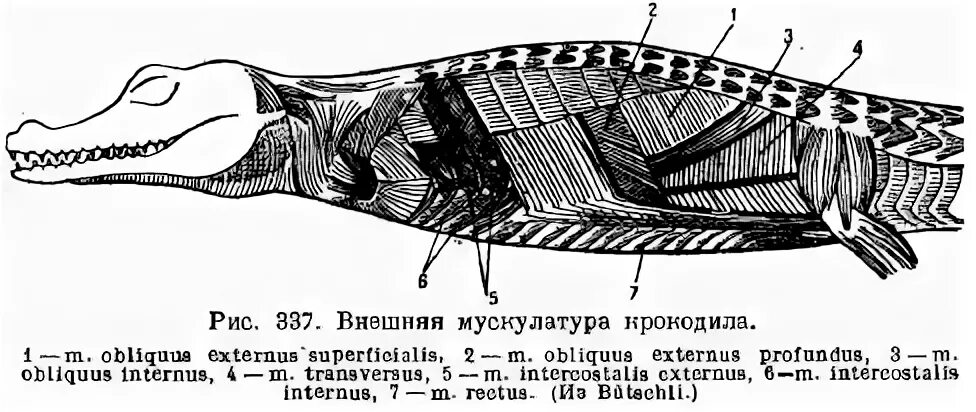 Каковы особенности мускулатуры птиц. Мышечная система рептилий. Мышечная система ящерицы. Строение мускулатуры пресмыкающихся. Мышечное строение пресмыкающихся.